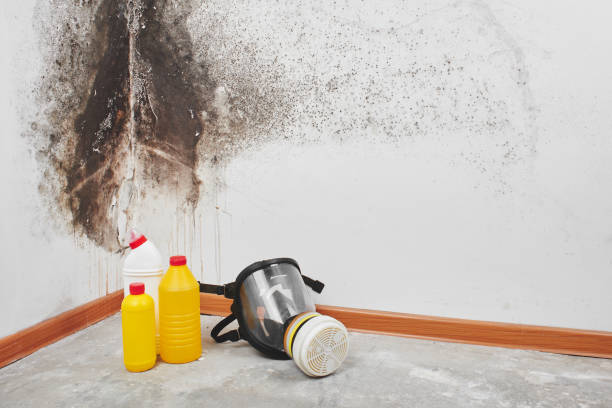 Best Home Mold Removal  in Vicksburg, MS