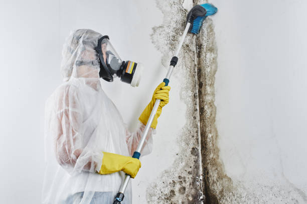 Vicksburg, MS Mold Removal Company