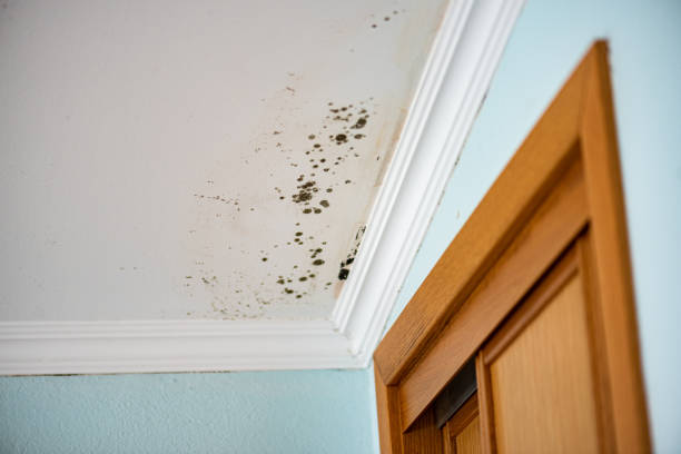 Best Mold Damage Repair  in Vicksburg, MS