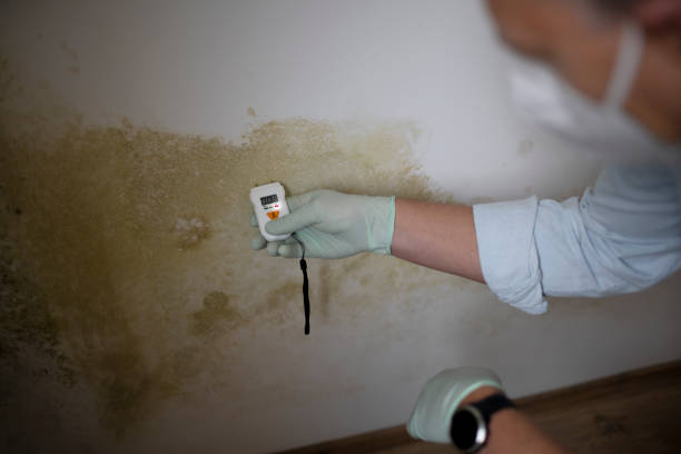 Best Mold Remediation  in Vicksburg, MS