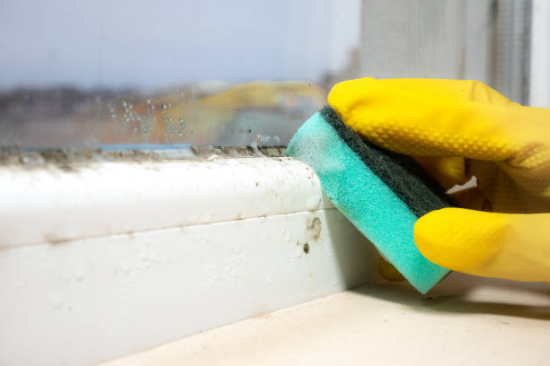 Best Toxic Mold Removal  in Vicksburg, MS