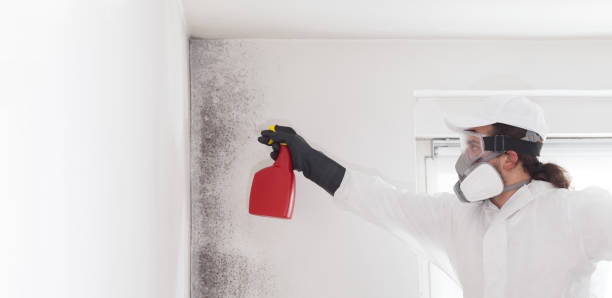 Best Mold Removal Process  in Vicksburg, MS