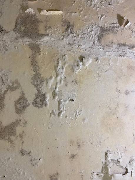 Crawl Space Mold Removal in Vicksburg, MS