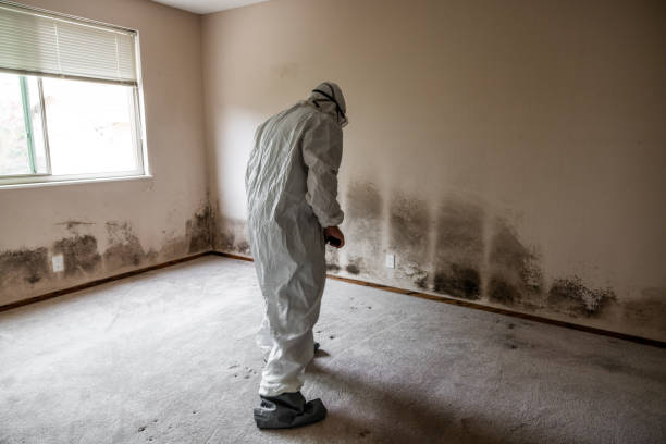 Best Attic Mold Removal  in Vicksburg, MS