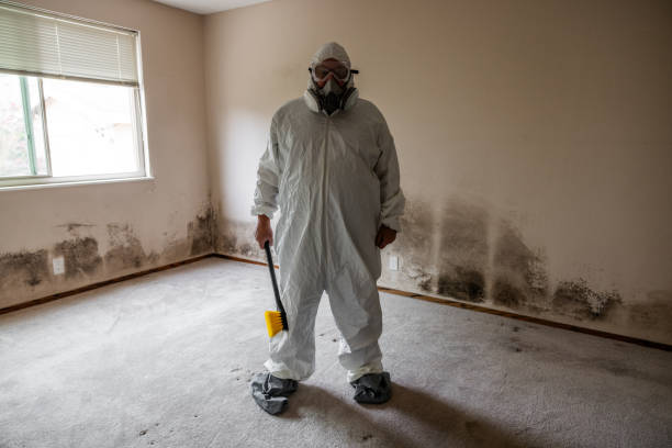 Mold Removal and Inspection in Vicksburg, MS
