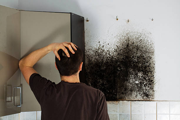 Best Mold Damage Repair  in Vicksburg, MS
