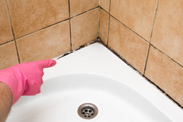 Best Certified Mold Removal  in Vicksburg, MS