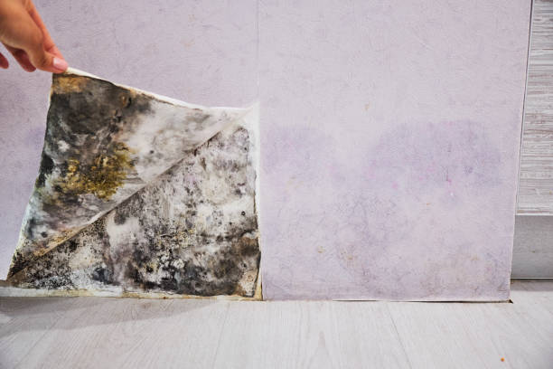 Best Mold Removal Company Near Me  in Vicksburg, MS